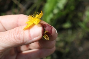 Arzneipflanze 2015 – Johanniskraut 4