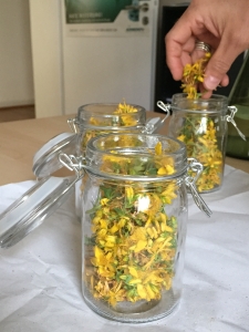 Arzneipflanze 2015 – Johanniskraut 5