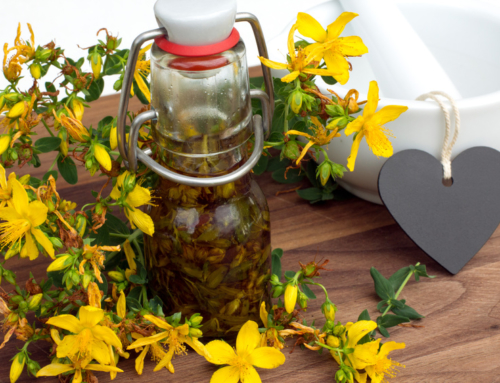 Arzneipflanze 2015 – Johanniskraut